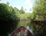 Mangrove Discovery