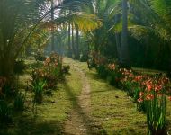 Stroll in the Coconut Plantation